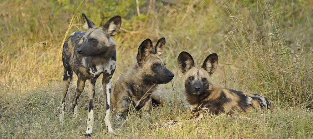 Wild dogs at Lebala Camp, Linyati Wetlands, Botswana - Image 6