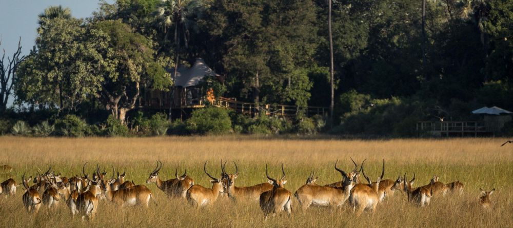 Kwetsani Camp, Okavango Delta, Botswana - Image 21