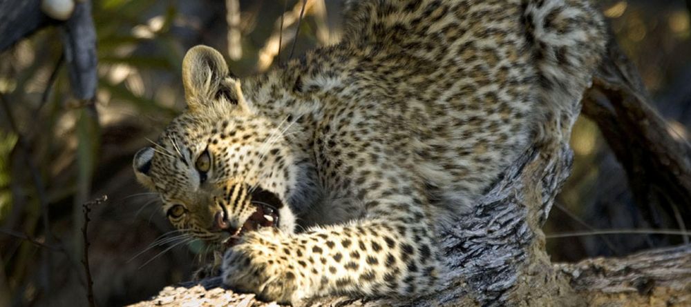 Kwetsani Camp, Okavango Delta, Botswana - Image 14