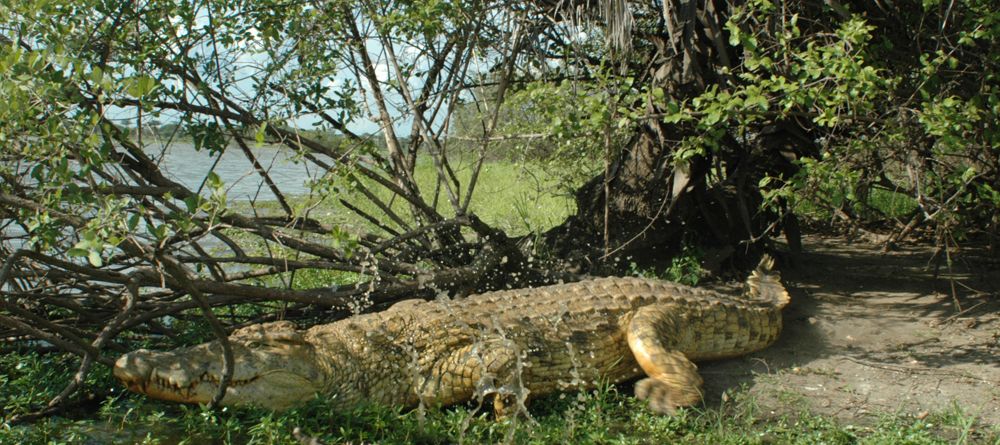 A crocodile escapes into the water at Lake Manze Tented Camp, Selous National Park, Tanzania - Image 7