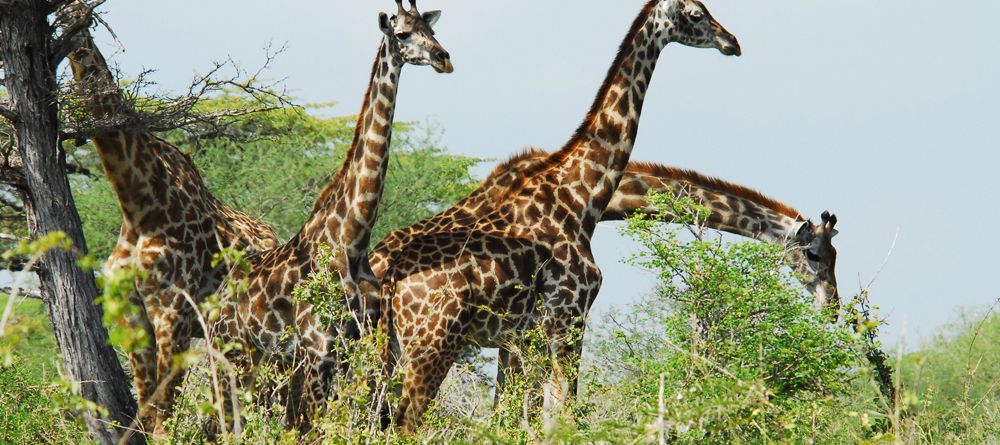 A herd of giraffes at Lake Manze Tented Camp, Selous National Park, Tanzania - Image 8