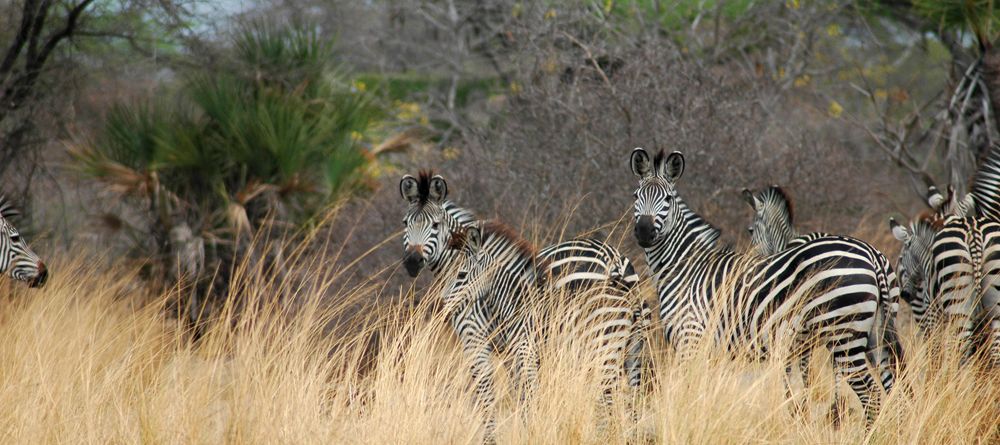 A herd of zebras at Lake Manze Tented Camp, Selous National Park, Tanzania - Image 9