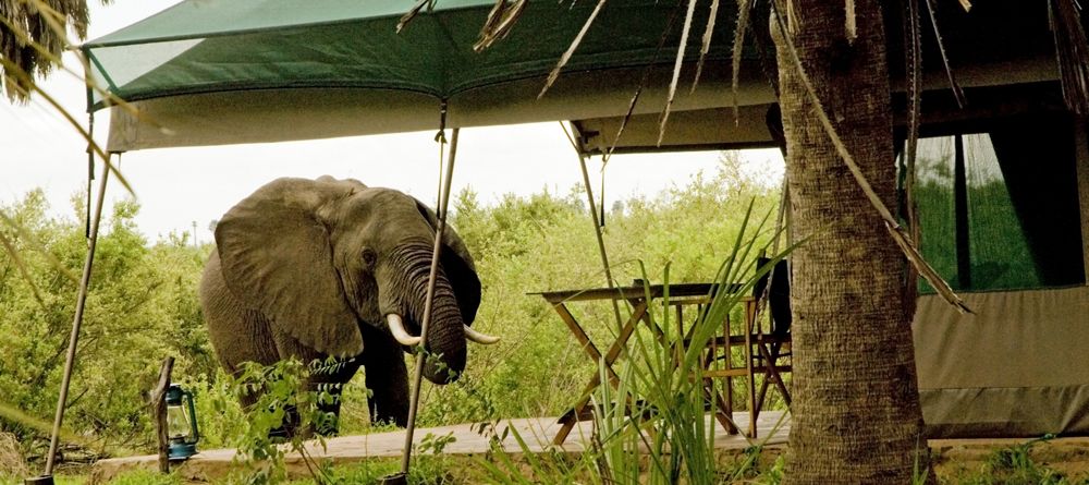 An elephant visits one of the guest tents at Lake Manze Tented Camp, Selous National Park, Tanzania - Image 2