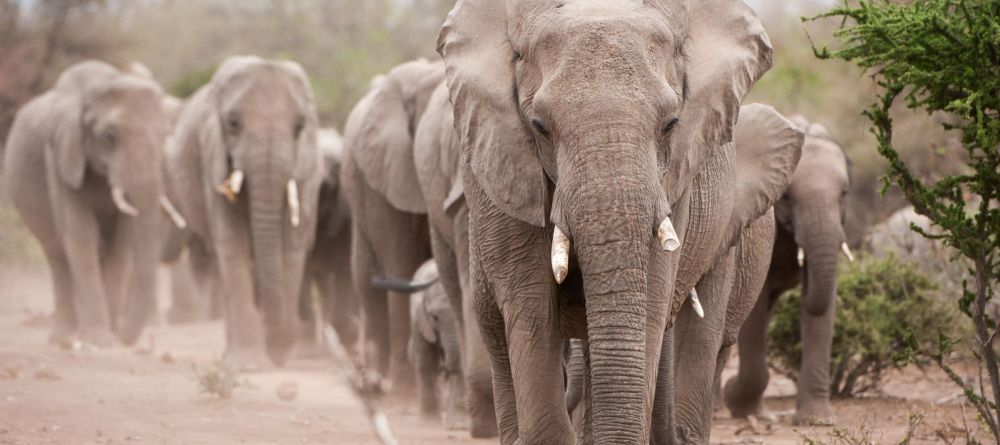 Mashatu Lodge, Mashatu Game Reserve, Botswana - Image 12