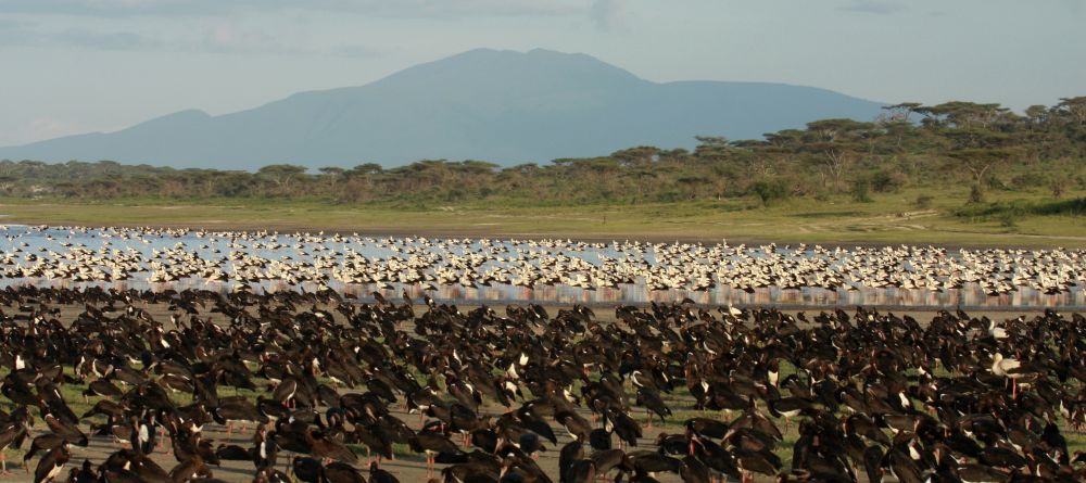 Lemala Ndutu Safari Camp, Serengeti National Park, Tanzania - Image 7