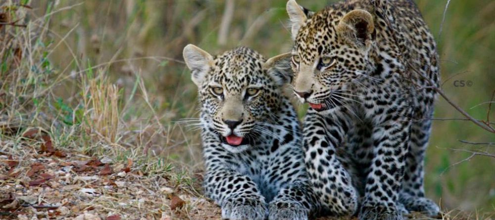 Simbavati River Lodge, Timbavati Game Reserve, South Africa - Image 16