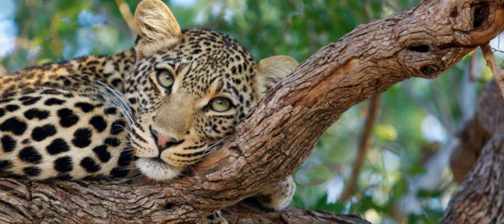 Simbavati River Lodge, Timbavati Game Reserve, South Africa - Image 14