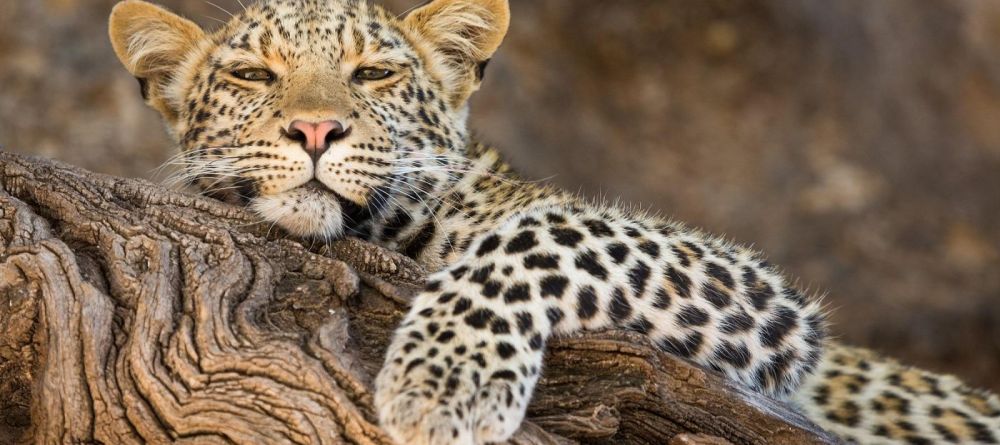 Mashatu Lodge, Mashatu Game Reserve, Botswana - Image 14