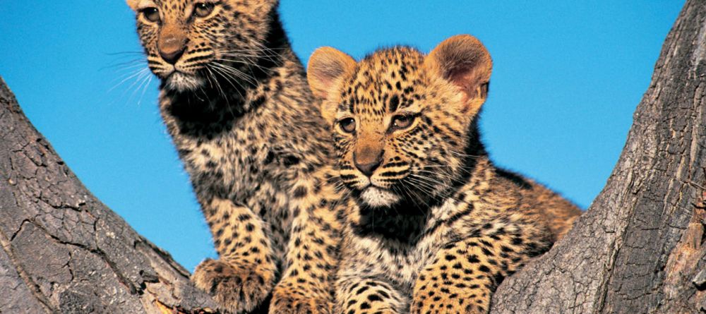 A pair of adorable leopard cubs at Londolozi Founders Camp, Sabi Sands Game Reserve, South Africa - Image 2