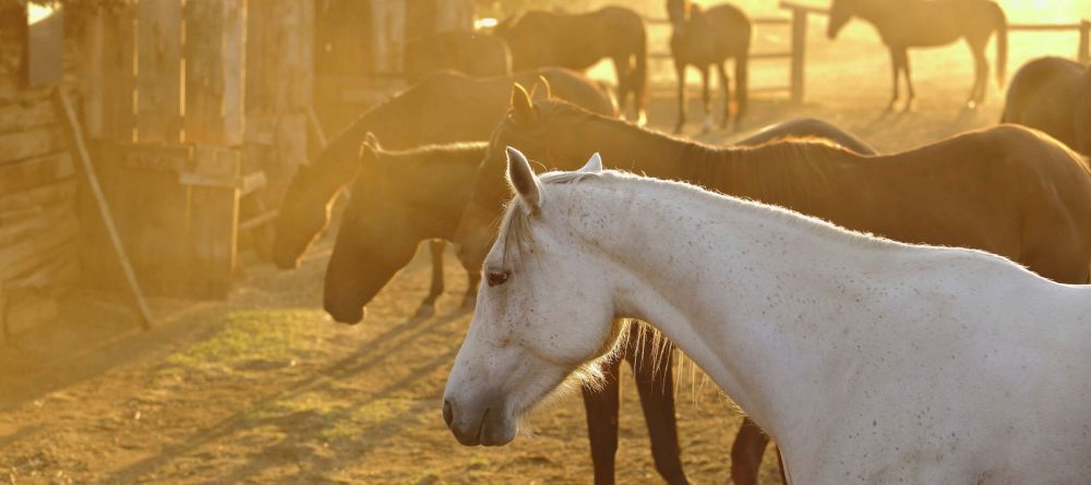 Horses - Lewa Wilderness Lodge - Image 20