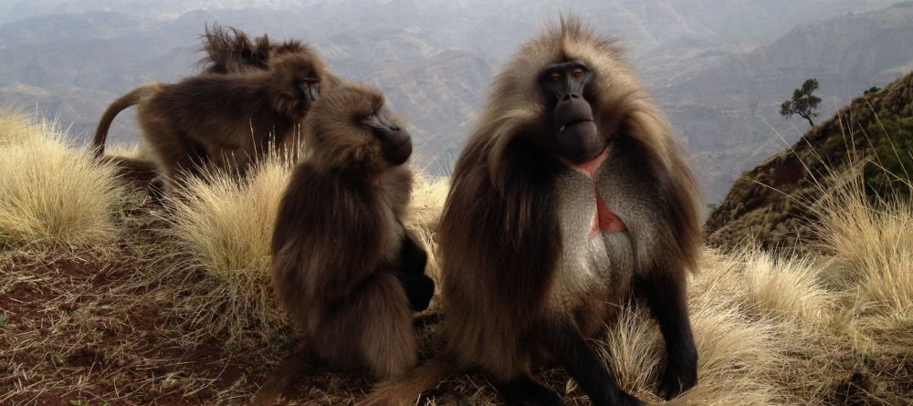 Limalimo Lodge Baboons - Image 4