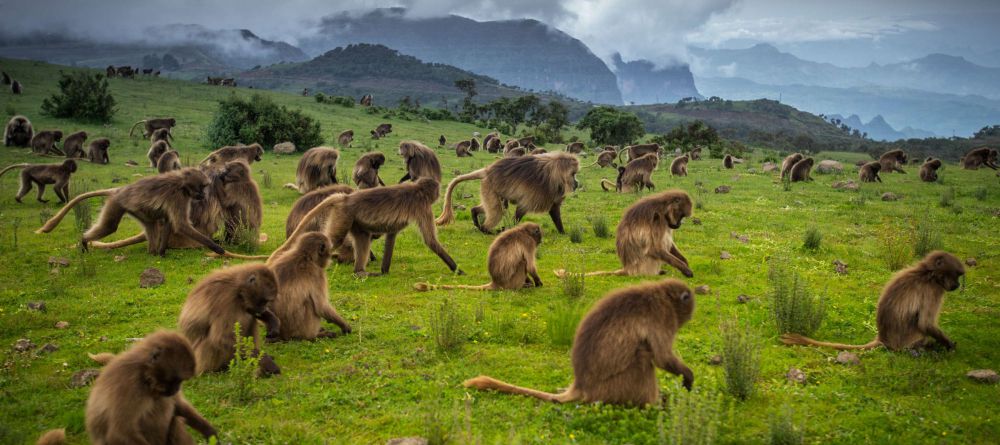 Limalimo Lodge Baboons - Image 1