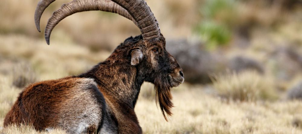 Limalimo Lodge Ibex - Image 3