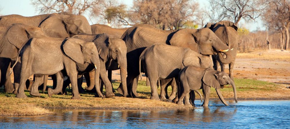 Linkwasha, Hwange National Park, Zimbabwe - Image 19