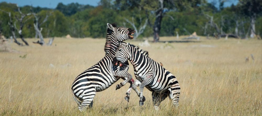 Linkwasha, Hwange National Park, Zimbabwe - Image 2