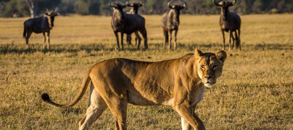 Linkwasha, Hwange National Park, Zimbabwe - Image 4