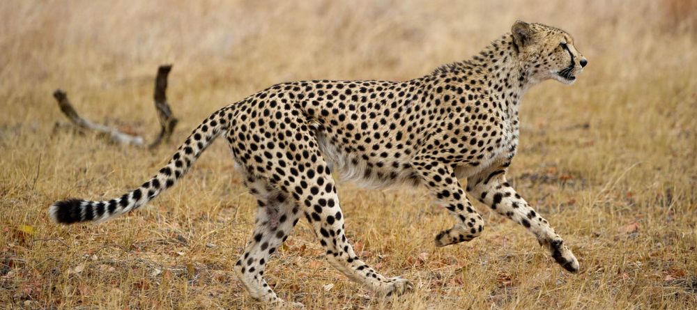 Linkwasha, Hwange National Park, Zimbabwe - Image 17