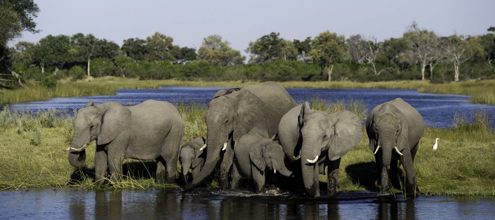 Elephants in the delta, Okavango Delta, Botswana - Image 14