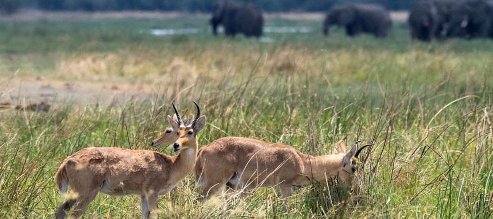 Linyati Tented Camp - Image 2