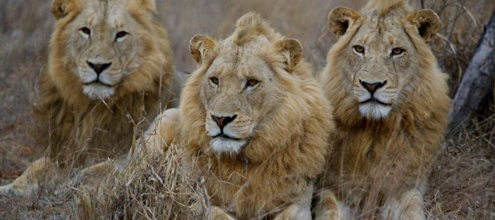 Simbavati River Lodge, Timbavati Game Reserve, South Africa - Image 18