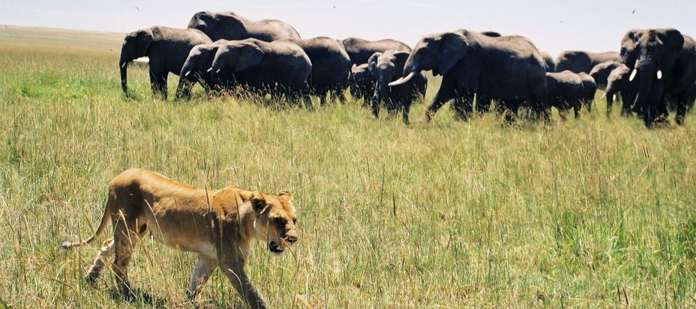 Lioness and elephant family - Image 7