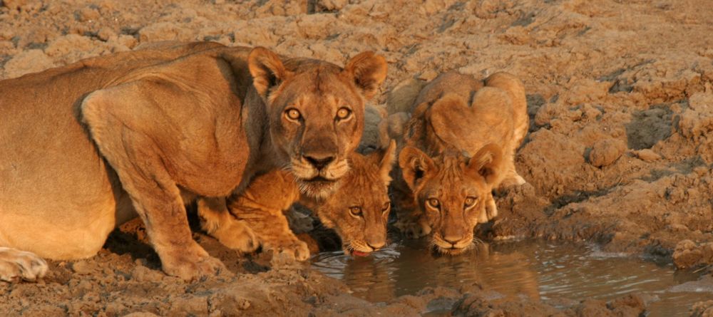 Kapamba Bush Camp, South Luangwa National Park, Zambia - Image 7