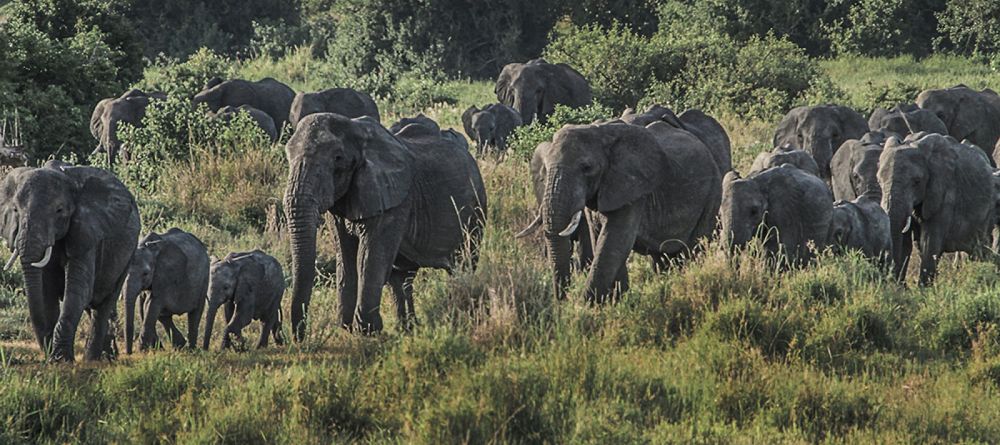 elephants - Image 4