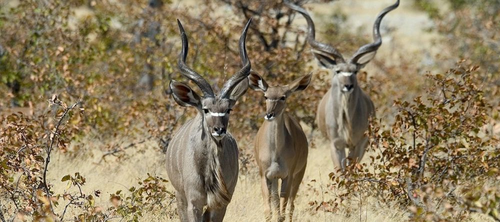 Little Ongava, Etosha National Park, Namibia Â© Dana Allen - Image 3