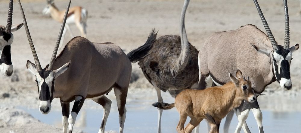 Little Ongava, Etosha National Park, Namibia Â© Dana Allen - Image 4