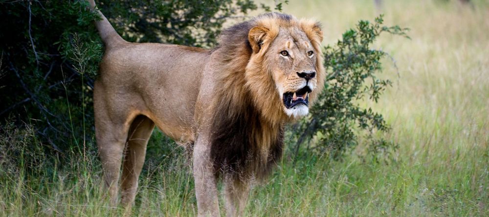 Little Makalolo, Hwange National Park, Zimbabwe - Image 11