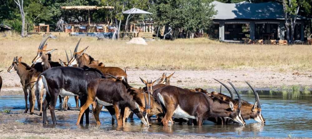 Little Makalolo, Hwange National Park, Zimbabwe - Image 2