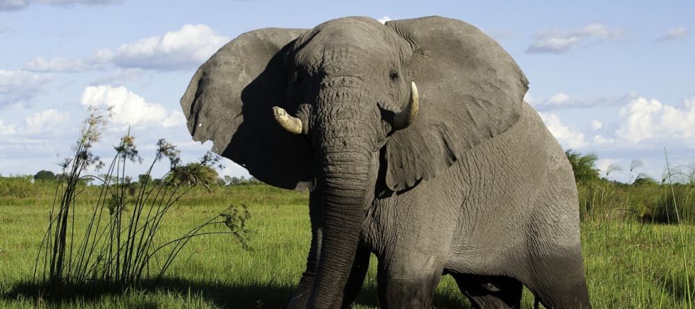 Elephant at Little Mombo, Moremi Camp Reserve, Botswana (Dana Allen) - Image 10