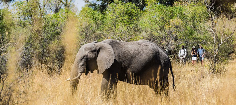 Elephant on Walking Safari - Image 4