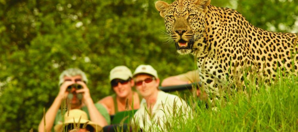 A thrilling encounter with a leopard during a game drive at Londolozi Varty Camp, Sabi Sands Game Reserve, South Africa - Image 5