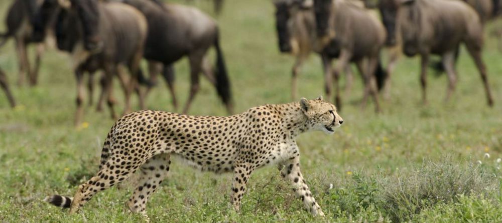 Kusini Camp, Serengeti National Park, Tanzania - Image 15