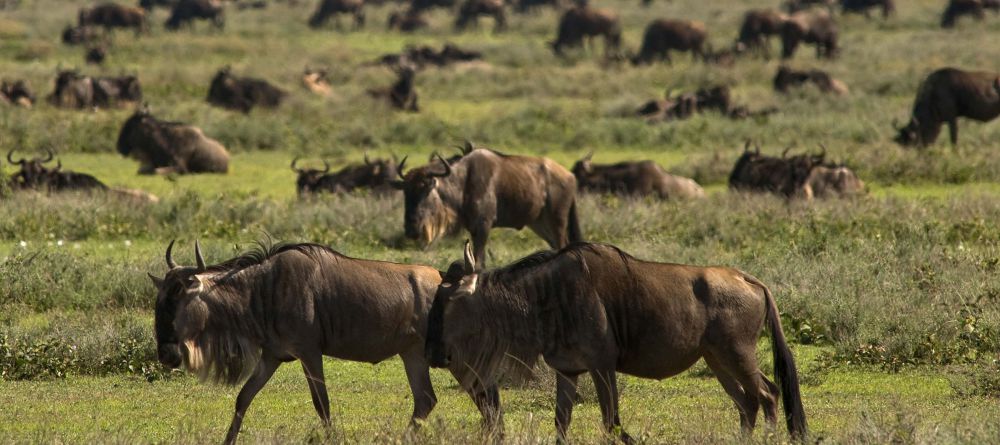 Kusini Camp, Serengeti National Park, Tanzania - Image 16