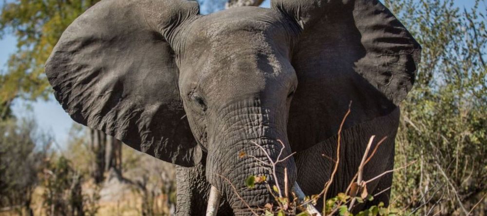 Machaba Camp Elephant - Image 12