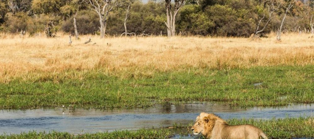 Machaba Camp Lion - Image 10