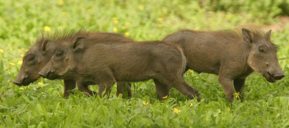 Machaba Camp warthogs - Image 8