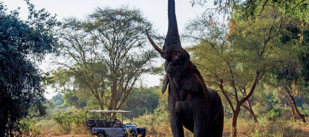 The Outpost Elephant Reaching into Pafuri Trees - Image 3