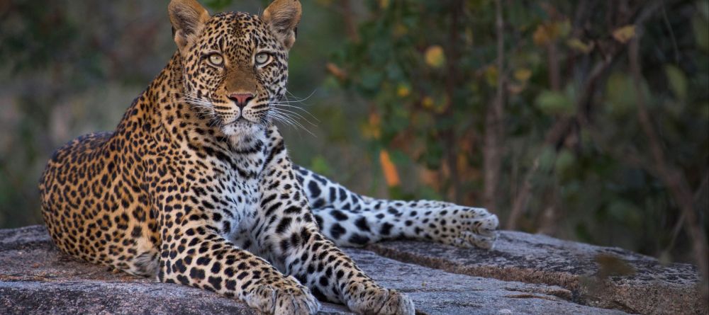 Mala Mala Sable Camp, Sabi Sand Game Reserve, South Africa - Image 6