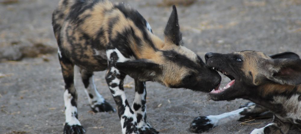 Wild dogs play-fighting at Lake Manze Tented Camp, Selous National Park, Tanzania - Image 12