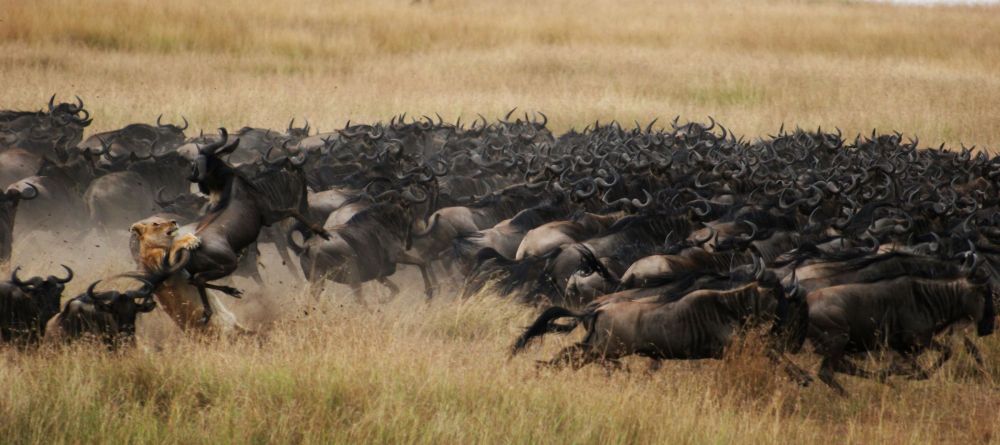 Mara Plains Camp, Masai Mara National Reserve, Kenya - Image 27