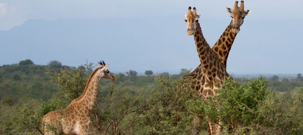 MCH Private Tented Camp - Image 2