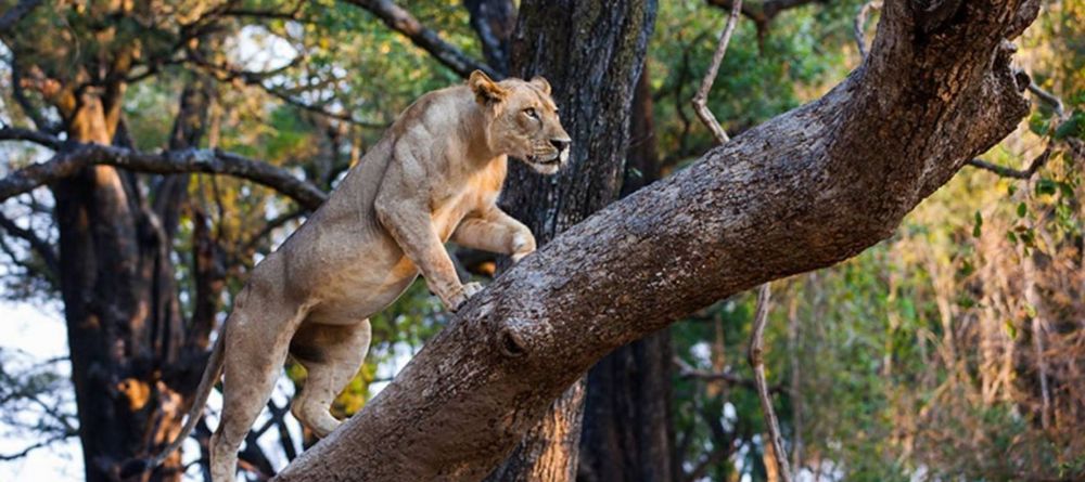 Mchenja Camp Lioness - Image 2