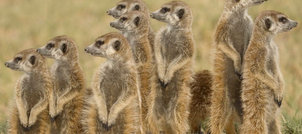 Meerkats at Planet Baobab, Kalahari Desert, Botswana - Image 11