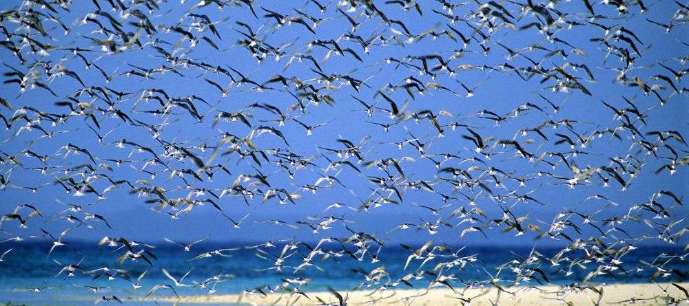 Mnemba Island Lodge, Zanzibar, Tanzania - Image 14