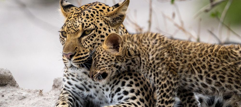 Mombo Camp, Moremi Game Reserve, Botswana - Image 3