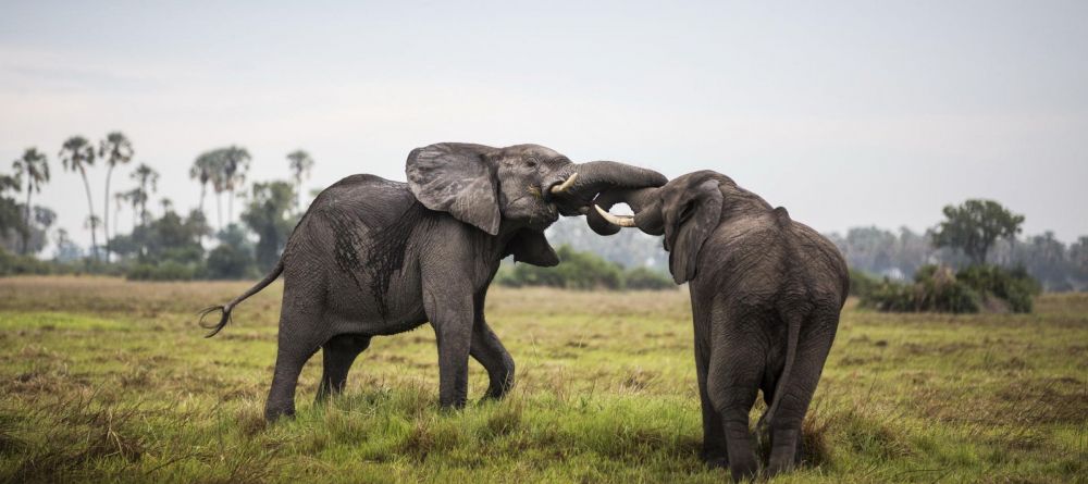 Mombo Camp, Moremi Game Reserve, Botswana - Image 24