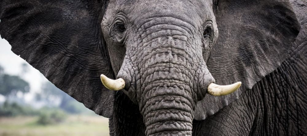 Mombo Camp, Moremi Game Reserve, Botswana - Image 28